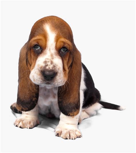 basset hound clipart free download 10 free Cliparts | Download images ...