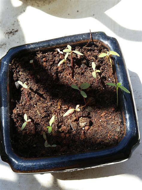 Ordered cactus seeds from AliExpress, these plants sprouted instead ...