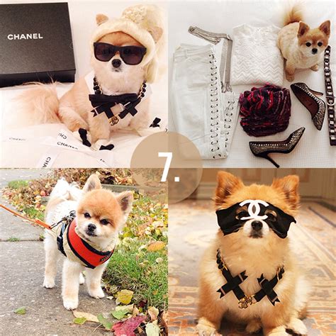 The Sorority Secrets: 8 Cutest Dogs on Instagram