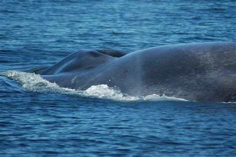 Scientists Studying Blue Whale DNA Uncover an Epic Journey by “Isabela ...