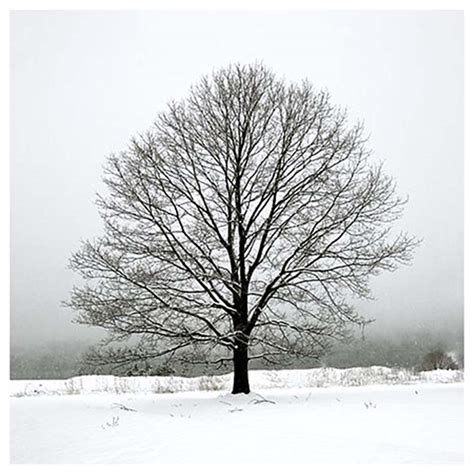 Vermont Photography | Winter Maple | Jon Olsen