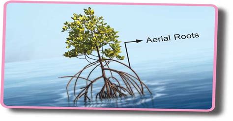 What are Aerial Roots? - Sawan Books