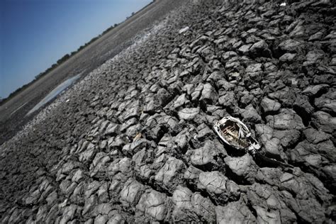 Worst drought in decades sees Argentina exchange slash soy, corn ...