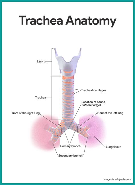 Labeled Trachea Diagram