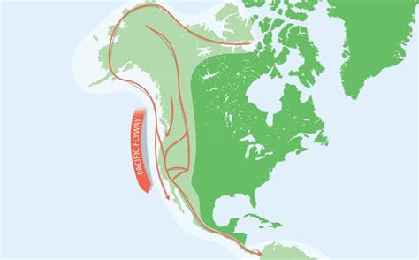 The 4 North American Bird Migration Paths