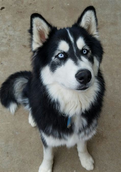 Beautiful Black and White Siberian Husky | Petsza