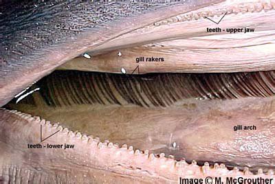 Basking Shark Gills