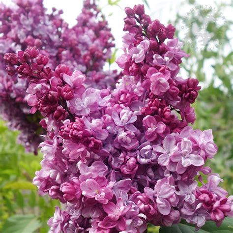 Syringa vulgaris Prince Wolkonsky | Buy Lilac Trees & Bushes