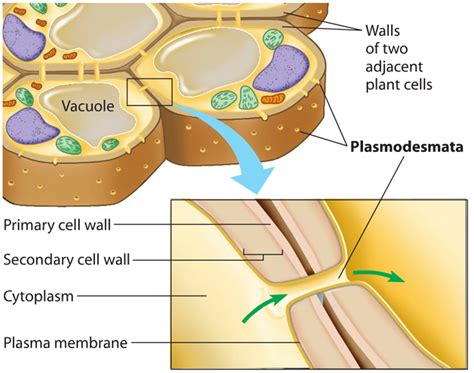 Info/Fun Facts - Organelle Project