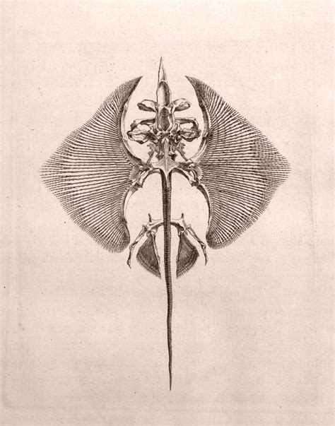 Manta Ray Skeleton, Cheselden Anatomy 1733 - Art Source International