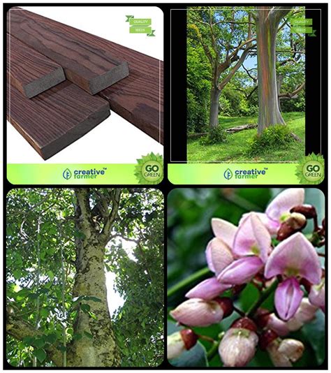 Buy Gardening Tree Seeds Indian Rosewood;Eucalyptus Grandis;Gmelina Arborea;Pongamia Pinnata ...