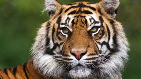 When is the best time to see tigers in India? - Natural World Safaris