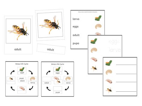 Wasp Life Cycle 3-part Cards & Worksheets PDF / Montessori - Etsy