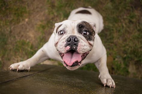 3 Ways to Calm an Overly Excited Dog | Excited dog, Happy dogs, Hyper dog