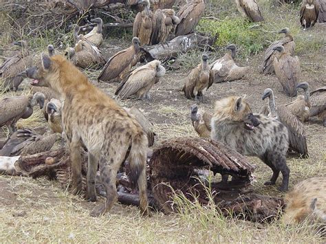 User blog:Wassboss/Gray Wolves vs Spotted Hyenas - Deadliest Beasts Wiki