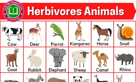 Herbivores Animals Name List with Pictures » Onlymyenglish.com