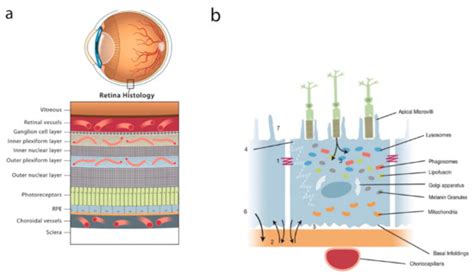 IJMS | Free Full-Text | Tight Junctions of the Outer Blood Retina Barrier