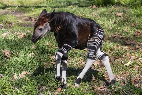 Baby okapi explores new habitat at San Diego Zoo Safari Park | fox5sandiego.com