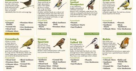 A Guide to Bird Feeding Infographic for http://ift.tt/2gUqHTb Picturing http://ift.tt/2oQyXLn ...