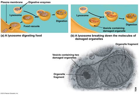 Lysosome - Bing Images (With images) | Food for digestion, Plasma membrane, Organelles