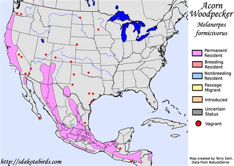 Acorn Woodpecker - Species Range Map