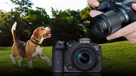 11 Best Cameras for Pet Photography - Techtouchy