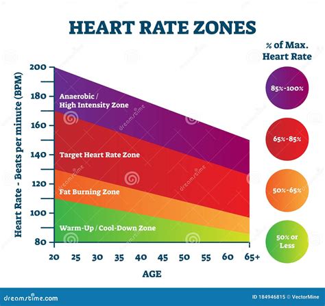 Heart Rate Zones Vector Illustration. Pulse Intensity Educational Scheme. Stock Vector ...