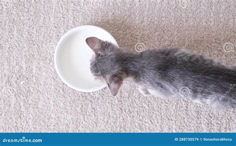 Cute Funny Kitten Drinking Milk at Home Stock Video - Video of drinking, face: 288730579