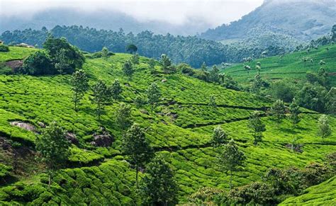 Coffee Plantation In Kerala