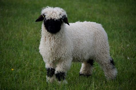 Embryos For Sale :: Valais Blacknose Sheep Northumberland Valais ...