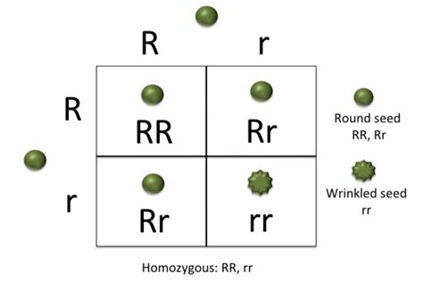 Homozygote : Une définition de la génétique | Troovez.com