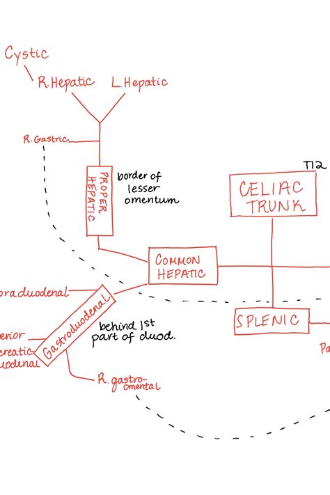 Arteries Arising from Celiac Trunk Simplified Diagram / Arteries of the ...