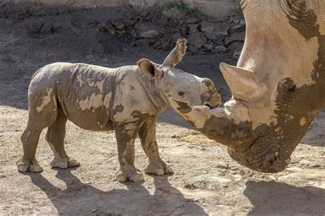 Filhote de rinoceronte branco nasce em zoológico nos Estados Unidos ...