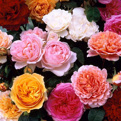 David Austin Garden Roses : David Austin Rose | Altum's | Zionsville ...
