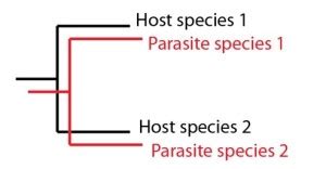 Coevolution - Biology | Socratic