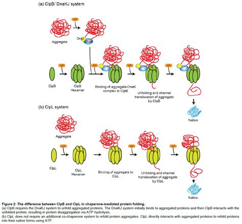 microbial-biochemical-technology-chaperone-mediated-protein