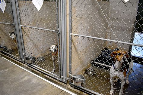 SPCA asks for help with overflow of pets at shelter | News, Sports, Jobs - The Express