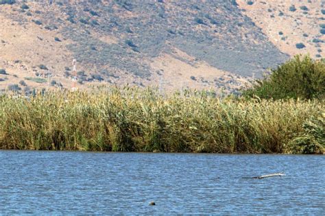 Hula National Bird Sanctuary Located in Northern Israel Stock Photo - Image of water, grass ...