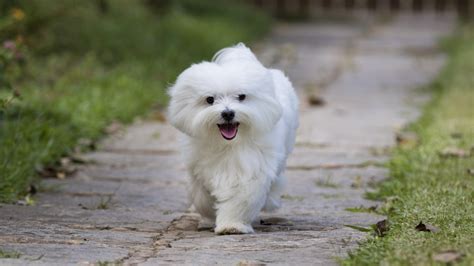 The Most Allergy-Friendly Dog Breeds – Page 3 – 24/7 Wall St.