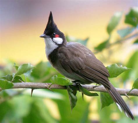 Bird Species - Red-whiskered Bulbul