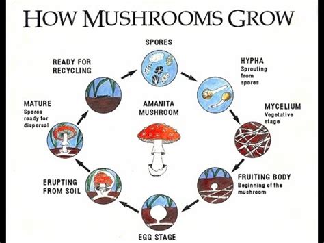 Growing Mushrooms