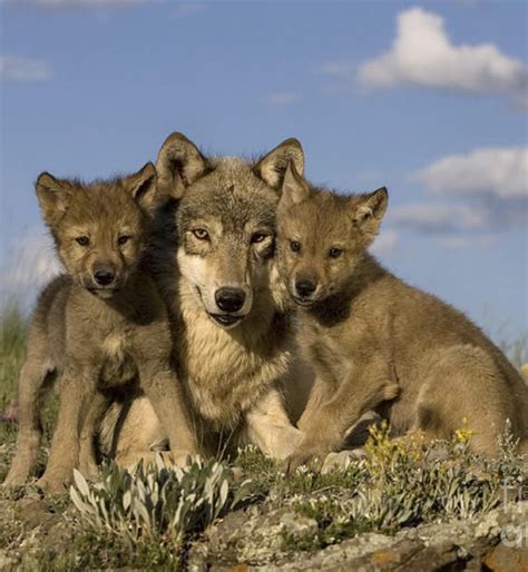 Wolf mom and her pups. : AnimalsBeingMoms