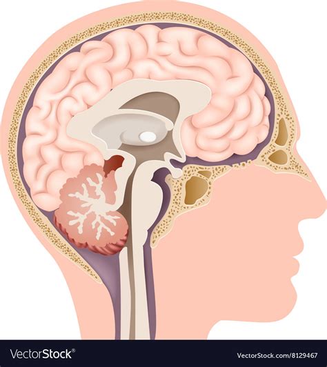 Cartoon of human internal brain anatomy Royalty Free Vector