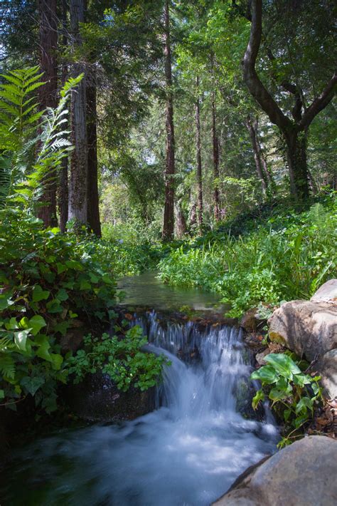 Small Waterfall In Forest Free Stock Photo - Public Domain Pictures