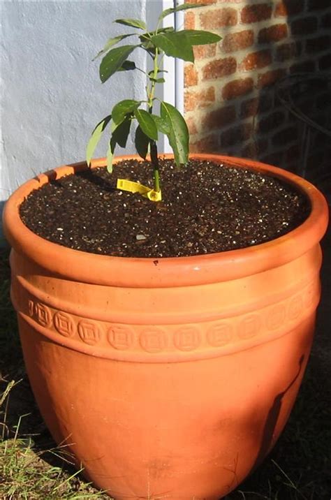 Daleys Fruit Tree Blog: Dwarf Avocado Trees - Fuss Pots