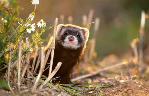 Suzy's Animals of the World Blog: THE STEPPE POLECAT