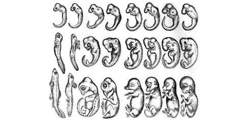 Saving Haeckel: Why “Ontogeny Recapitulates Phylogeny” Isn’t so Wrong ...