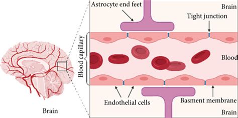 A schematic diagram of brain and simple longitudinal zoom in blood... | Download Scientific Diagram