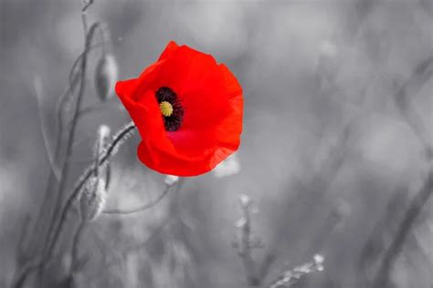 Pictures Of Poppies Remembrance Day - Infoupdate.org