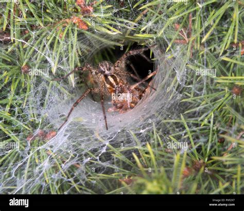 Funnel web grass spider hi-res stock photography and images - Alamy